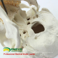 SKULL02 (12328) Modèle de crâne de taille humaine de la meilleure qualité Asie classique de taille pour la science médicale